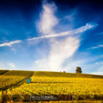 Vignes de Champagne dans les Côtes de Bar (Aube)