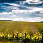 Vignes de Champagne dans l'Aube