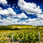 Vignes de Champagne dans l'Aube