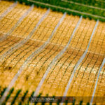 Vignes de Champagne dans l'Aube