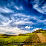 Vignes de Champagne dans l'Aube